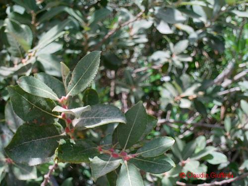 Salix alba? -  forse Salix pedicellata